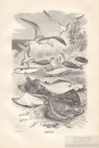 Schollen. aus Brehms Thierleben, Holzstich. Kunstgrafik, 1879, gebraucht, gut