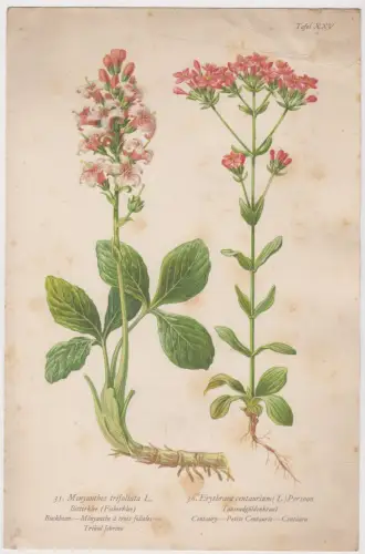 Lithografie: Pflanzen, Bitterklee, Tausendgüldenkraut, Grafik, Tafel XXV, 1950