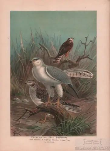 Steppenweihe, Lithografie, Naumann. Kunstgrafik, 1901, Verlag Fr. Eugen Köhler