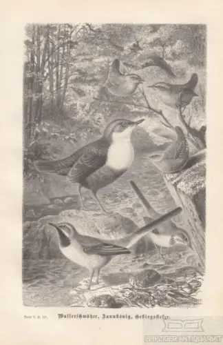 Wasserschwätzer. Zaunkönig. Gebirgsstelze. aus Brehms Thierleben, Holzstich