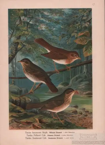 Wilsons Drossel. Einsame Drossel. Swainsons Drossel, Lithografie, Naumann. 1901