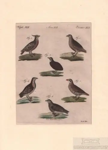 Vögel. Tafel XLII. Wachteln, Kupferstich, Bertuch. Kunstgrafik, 1805