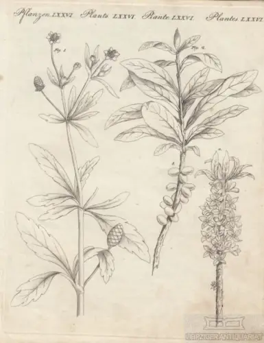 Pflanzen. Tafel LXXVI. Hahnenfuß. Seidelbast, Kupferstich, Bertuch. Kunstgrafik