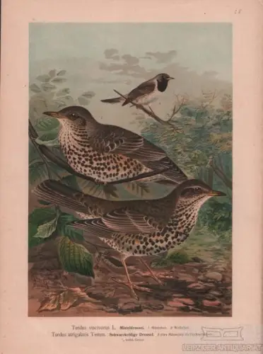 Misteldrossel. Schwarzkehlige Drossel, Lithografie, Naumann. Kunstgrafik, 1901