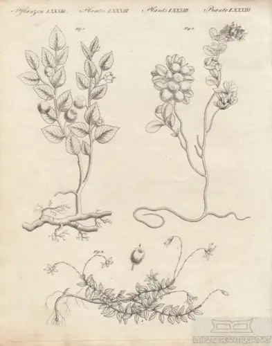 Pflanzen. Tafel LXXXIII. Beeren Sträucher, Kupferstich, Bertuch. Kunstgrafik