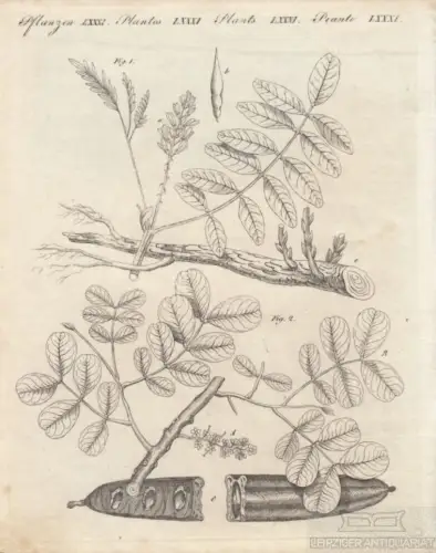 Pflanzen. Tafel LXXXI. Süßholz. Johannisbrotbaum, Kupferstich, Bertuch. 1805