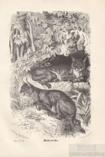 Wüstenluchs. aus Brehms Thierleben, Holzstich. Kunstgrafik, 1876, gebraucht, gut
