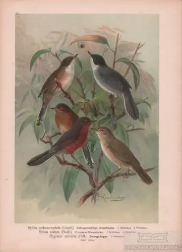 Schwarzköpfige Grasmücke. Provence-Grasmücke. Zwergsänger, Lithografie, Naumann