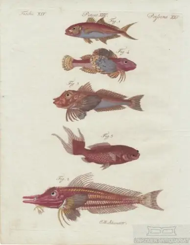 Fische. Tafel XXV. Rote Makrele. Gabel-Fisch, Kupferstich, Bertuch. Kunstgrafik