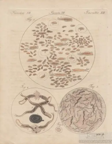 Insecten. Tafel XII. Würmer. Aal, Kupferstich, Bertuch. Kunstgrafik, 1805