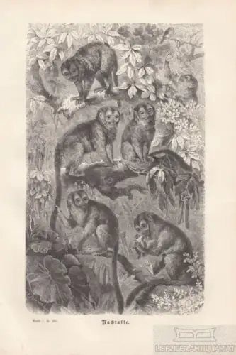 Nachtaffe. aus Brehms Thierleben, Holzstich. Kunstgrafik, 1876, gebraucht, gut