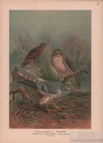 Wiesenweihe, Lithografie, Naumann. Kunstgrafik, 1901, Verlag Fr. Eugen Köhler