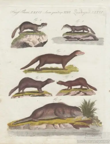 Vierf. Thiere. Tafel XXXVI. Fischotter, Kupferstich, Bertuch. Kunstgrafik, 1805