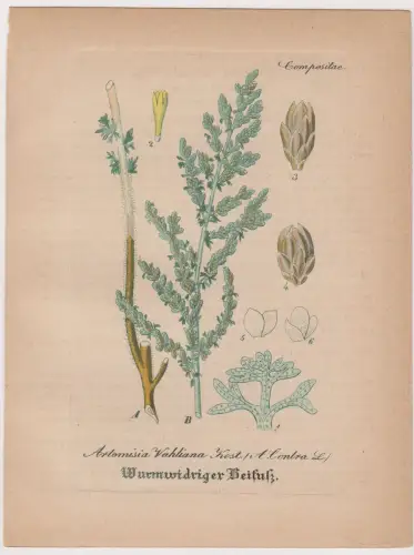 Radierung: Wurmwidriger Beif, Artemisia Vahliana, Grafik, Pflanzen, Mehrfarbig