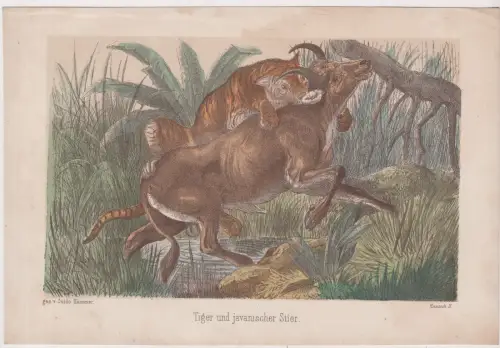 Radierung: Tiger und javanischer Stier, Guido Hammer, um 1870, Natur, Mehrfarbig