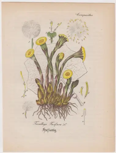 Radierung: Huflattig, Tussillago Farfara L, Grafik, Pflanzen, Mehrfarbig, Lexika