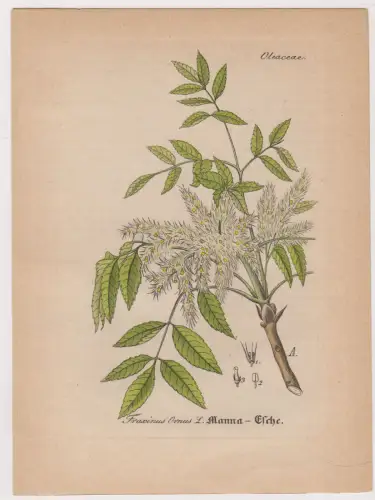 Radierung: Manna-Esche, Fraxinus Ornus L, Grafik, Pflanzen, Mehrfarbig, Lexikon