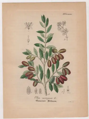 Radierung: Gemeiner Oelbaum, Olea europaea L, Grafik, Pflanzen, Mehrfarbig