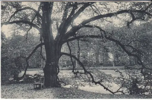AK Gotha. Motiv aus dem Schloßpark, Graph. Verlag-Anstalt Dresden-Blasewitz