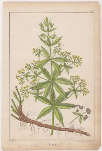 Mehrfarben-Lithografie: Krapp, Pflanzen, Tafel 2, Ernst Schaefer, Böhme, Leipzig