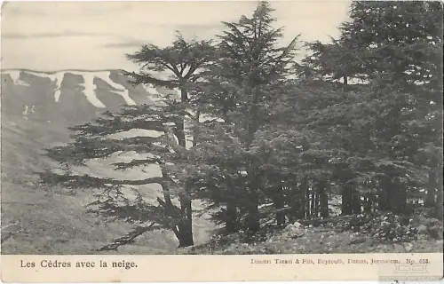 AK Les Cedres avec la neige. ca. 1908, Postkarte. Serien Nr, ca. 1908