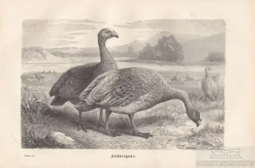 Hühnergans. aus Brehms Thierleben, Holzstich. Kunstgrafik, 1879, gebraucht, gut