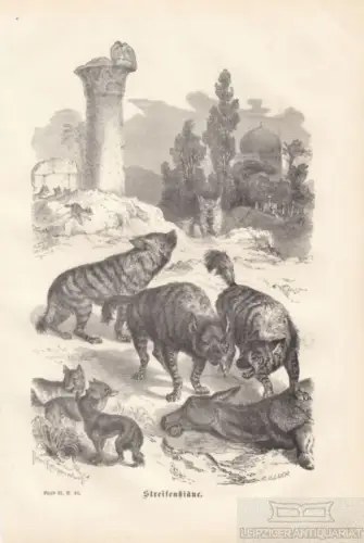 Streifenhiäne. aus Brehms Thierleben, Holzstich. Kunstgrafik, 1876