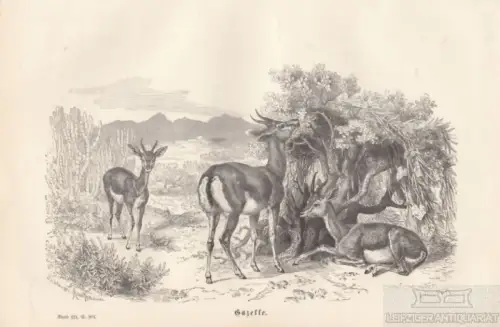 Gazelle. aus Brehms Thierleben, Holzstich. Kunstgrafik, 1877, gebraucht, gut