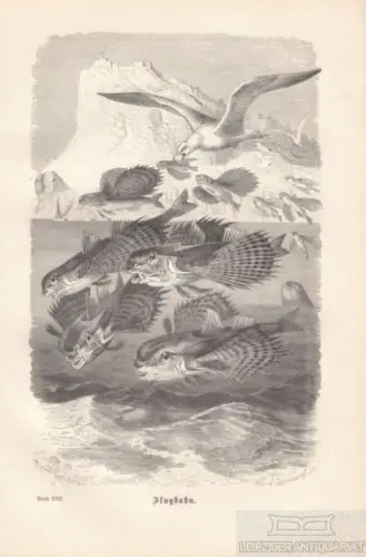 Flughahn. aus Brehms Thierleben, Holzstich. Kunstgrafik, 1879, gebraucht, gut