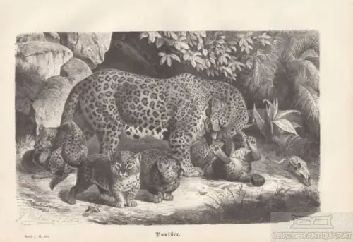 Panther. aus Brehms Thierleben, Holzstich. Kunstgrafik, 1876, gebraucht, gut