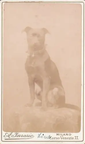 Fotografie Ferrario, Milano - Hund mit Halsband (Staffordshire?), Fotobild
