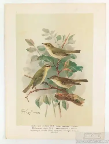 Grüner Laubvogel. Gelber Laubvogel. Nordischer Laubvogel, Lithografie, Naumann