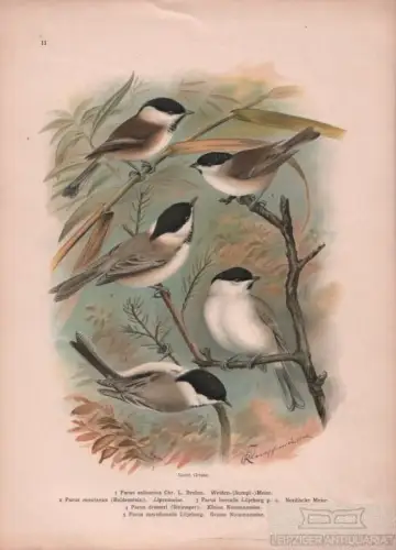 Weiden-(Sumpf-) Meise. Alpenmeise. Nordische Meise. Kl.+Gr... Lithografie. 1901