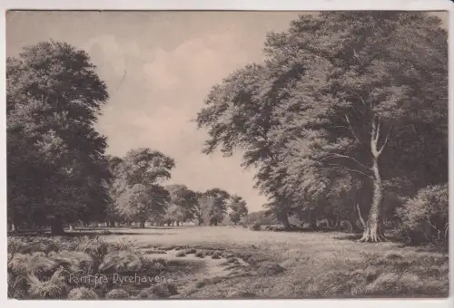 AK Parti fra Dyrehaven, ca. 1909, Postkarte, gelaufen, gebraucht, gut