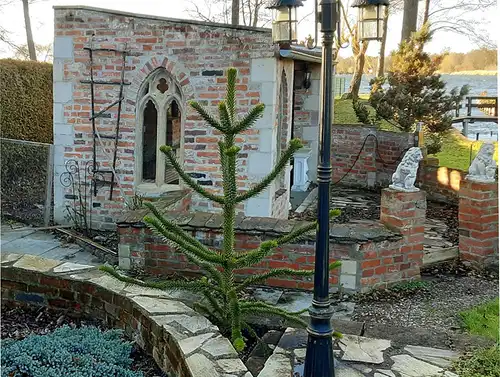 810 Stck. Trasport möglich Antik Klinker Mauer Ziegel alte Back Steine Loft Garten Ruine Feldbrand