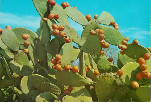 Kakteen mit reifen Früchten