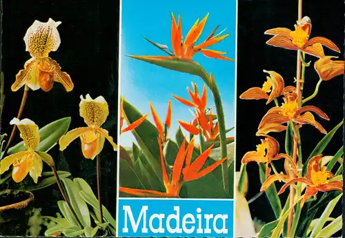 MADEIRA