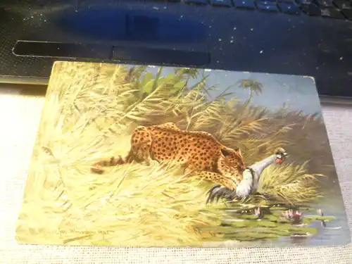  Tiger Leopard bei der Jagd  Karte  nicht gelaufen um 1915