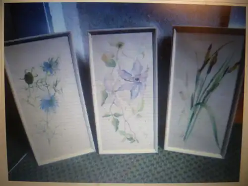 Konvolut von 3 naturalistisch gemalten Blumenaquarellen aus den 1960 Jahren, signiert V oder W. Kölle Sohn des Fritz Kölle 1895-1953