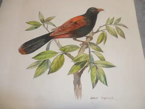 Pernel Jean 1900 - ?  " Paradiesvogel " Frankreich Aquarell 