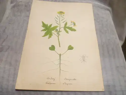 Hartmann Johann  Wilhelm Johann Daniel 1793 – 1862 Aquarell Pflanzen hier: Der Senf  ca um 1835 gemalt 