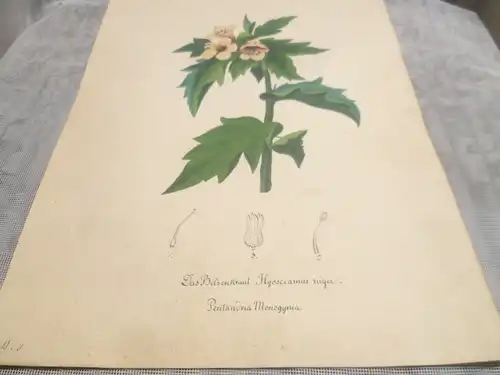 Hartmann Johann  Wilhelm Johann Daniel 1793 – 1862 Aquarell Pflanzen hier: Das Bilsenkraut  ca um 1835 gemalt 