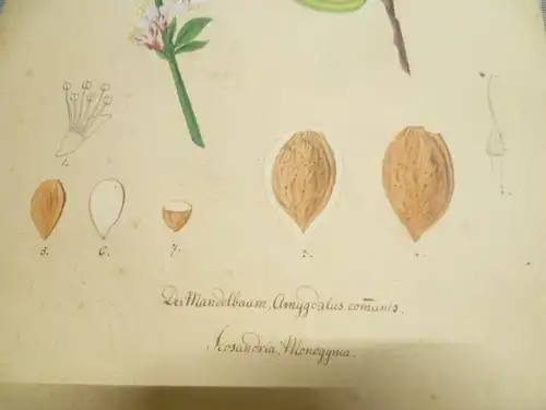 Hartmann Johann  Wilhelm Johann Daniel 1793 – 1862 Aquarell Pflanzen hier: Der Mandelbaum  ca um 1835 gemalt 