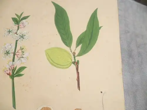 Hartmann Johann  Wilhelm Johann Daniel 1793 – 1862 Aquarell Pflanzen hier: Der Mandelbaum  ca um 1835 gemalt 