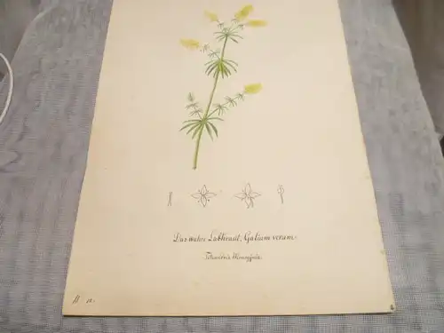 Hartmann Johann  Wilhelm Johann Daniel 1793 – 1862 Aquarell Pflanzen hier: Das wahre Labkraut  ca um 1835 gemalt 