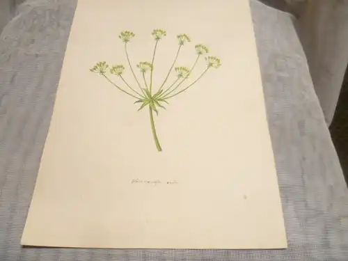 Hartmann Johann  Wilhelm Johann Daniel 1793 – 1862 Aquarell Pflanzen hier: Die Schaafgarbe  ca um 1835 gemalt 