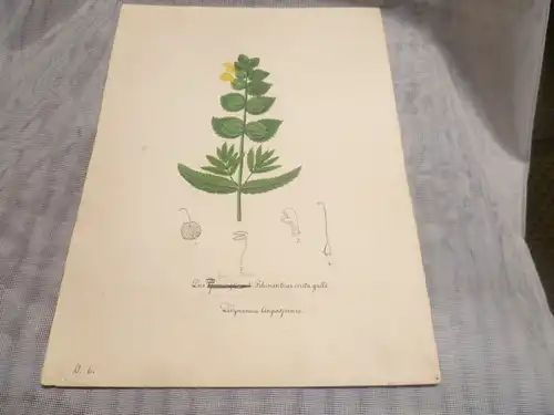 Hartmann Johann  Wilhelm Johann Daniel 1793 – 1862 Aquarell Pflanzen hier: Kleiner Klappertopf=  Das Rhinanthus  ca um 1835 gemalt 