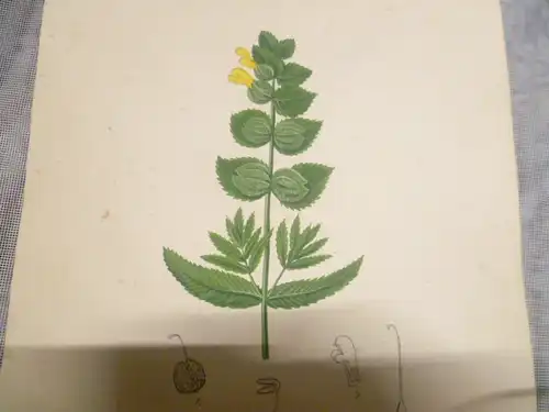 Hartmann Johann  Wilhelm Johann Daniel 1793 – 1862 Aquarell Pflanzen hier: Kleiner Klappertopf=  Das Rhinanthus  ca um 1835 gemalt 