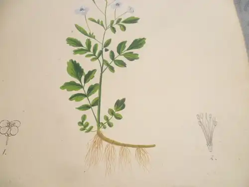 Hartmann Johann  Wilhelm Johann Daniel 1793 – 1862 Aquarell Pflanzen hier: Die Bitterkresse  ca um 1835 gemalt 