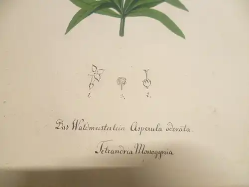 Hartmann Johann  Wilhelm Johann Daniel 1793 – 1862 Aquarell Pflanzen hier: Das Waldmeisterlein  ca um 1835 gemalt 